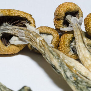 Golden Teacher Magic Mushrooms